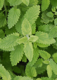 Nepeta mussinii 'Variegata'